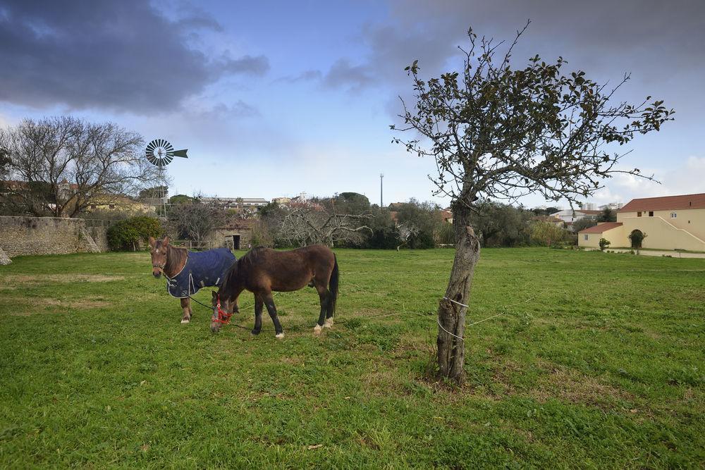 לינה וארוחת בוקר סינטרה Quinta Do Scoto מראה חיצוני תמונה